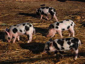 Will's Rare Breeds Farm - Perth Resorts 0