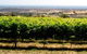 Braydun Hill Vineyard - thumb 0