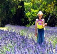 Brayfield Park Lavender Farm - Accommodation Perth