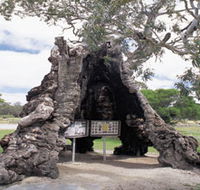 The Herbig Family Tree - Accommodation Perth