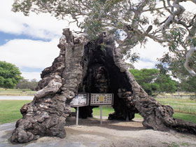 The Herbig Family Tree - Accommodation Perth 0