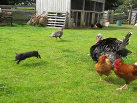 Echo Farm - Accommodation Perth 0
