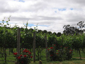 Manyara Vineyard - Accommodation Perth 0