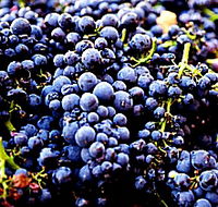 Laurel Bank Vineyard - Accommodation Perth