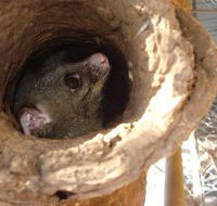 Mulga Sanctuary and Wildlife Park - Accommodation Perth