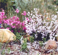 Stokes Bay Bush Garden - Accommodation Perth