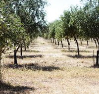 Talinga Grove Olive Oils - Accommodation Perth
