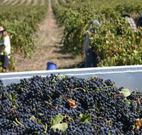 Rolf Binder Wines - Accommodation Perth