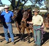 Coffin Bay Brumby Preservation Society Incorporated - Accommodation Perth