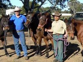 Coffin Bay Brumby Preservation Society Incorporated - Perth Resorts 0