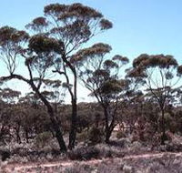 Clements Gap Conservation Park - Accommodation Perth