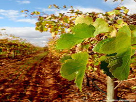 Mirabella Vineyards - Accommodation Perth 0