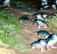 Penneshaw Penguin Centre - Accommodation Perth
