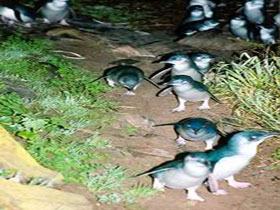 Penneshaw Penguin Centre - Accommodation Perth 0