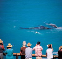 Whale Watching At Head Of Bight - Accommodation Perth