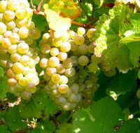 Winstead Vineyard - Perth Resorts