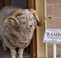 Tasmanian Wool Centre - Perth Resorts