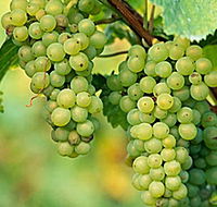 TP Vineyards - Accommodation Perth