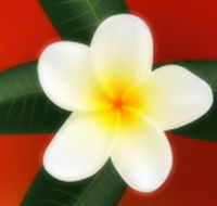 Well Retreat - Day Spa and Teahouse - Accommodation Perth