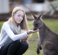 Bonorong Wildlife Sanctuary - Accommodation Perth