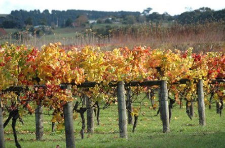 Apsley Gorge Vineyard - Accommodation Perth 0