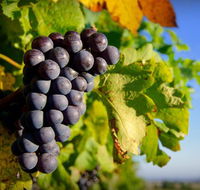 Panorama Vineyard - Accommodation Perth