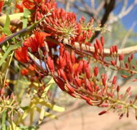 Olive Pink Botanic Garden - Accommodation Perth