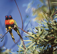 Wangi Falls Walk - Perth Resorts