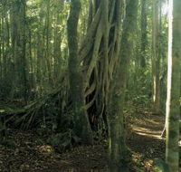 Lamington National Park Binna Burra Section - Accommodation Perth