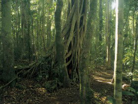 Lamington National Park, Binna Burra Section - Accommodation Perth 0