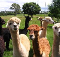 Banyandah Alpacas - Accommodation Perth