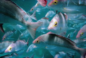 Wolf Rock Dive Site - Accommodation Perth 0