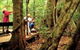 Mary Cairncross Scenic Reserve - thumb 0