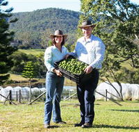 Hinterland Feijoas - Accommodation Perth