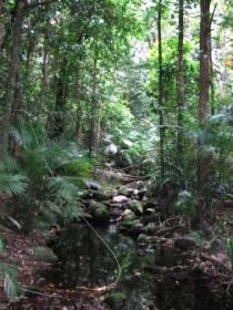 Mossman Gorge Rainforest Circuit Track, Daintree National Park - Accommodation Perth 0