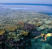 Split Bommie Dive Site - Perth Resorts