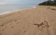 Forrest Beach - thumb 0