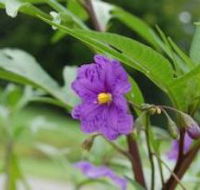 Alpha Native Flower Garden - Accommodation Perth