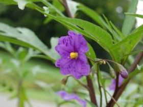 Alpha Native Flower Garden - Accommodation Perth 0