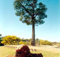 Robbers Tree - Perth Resorts