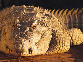 Koorana Crocodile Farm - Accommodation Perth 0