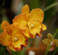 Queens Park - Orchid House - Accommodation Perth