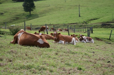 Maleny Dairies - Accommodation Perth 4