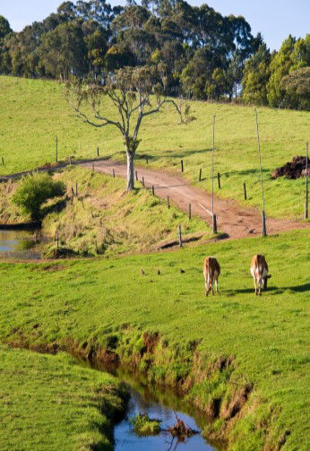 Maleny Dairies - Accommodation Perth 6