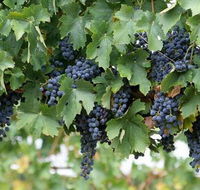 South Burnett Wine Trail - Accommodation Perth