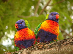 Blue Mountain Park - Accommodation Perth 0
