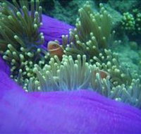 The Lady Bowen Dive Site - Perth Resorts