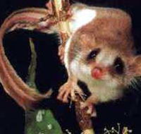 Carrowong Fauna Sanctuary - Accommodation Perth