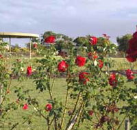 Elizabeth Park Rose Gardens - Accommodation Perth