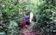Malanda Falls Rainforest Walk, Malanda Falls Conservation Park - thumb 0